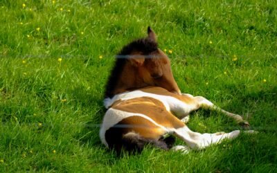 Jeune cheval dans son champ
