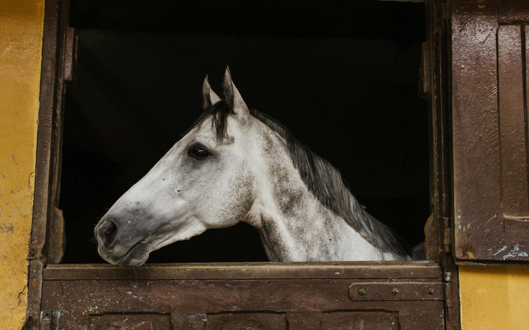 Pension cheval Essonne : Comment choisir la bonne en 2026 ?