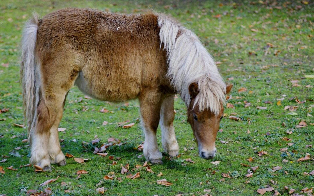 Poney Club Essonne : Comment choisir le bon pour votre enfant ?